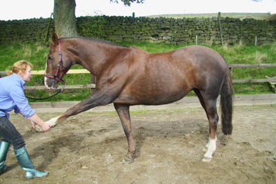 Equine Sports Massage in North Yorkshire